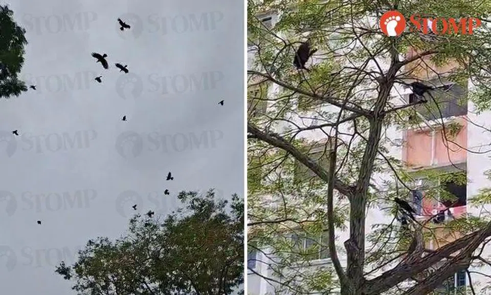 Aggressive and 'really very noisy' crows still ruffling feathers in Yishun