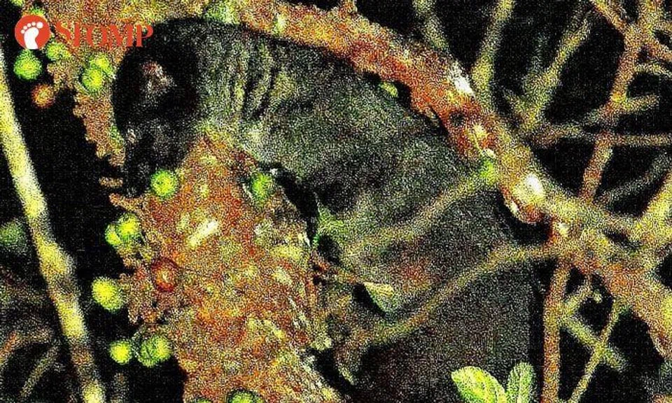 Man finally catches sight of rare and elusive three-striped palm civet after several attempts
