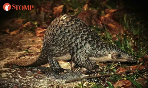 Man has 'incredible encounter' with rare Sunda pangolin foraging for insects