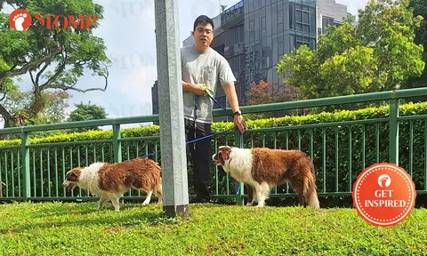 Kind stranger steps in to save dogs left leashed under hot sun in Holland Village