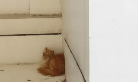 Cat rescued after being stuck nearly 15 hours on 10th-floor HDB ledge, NParks investigating