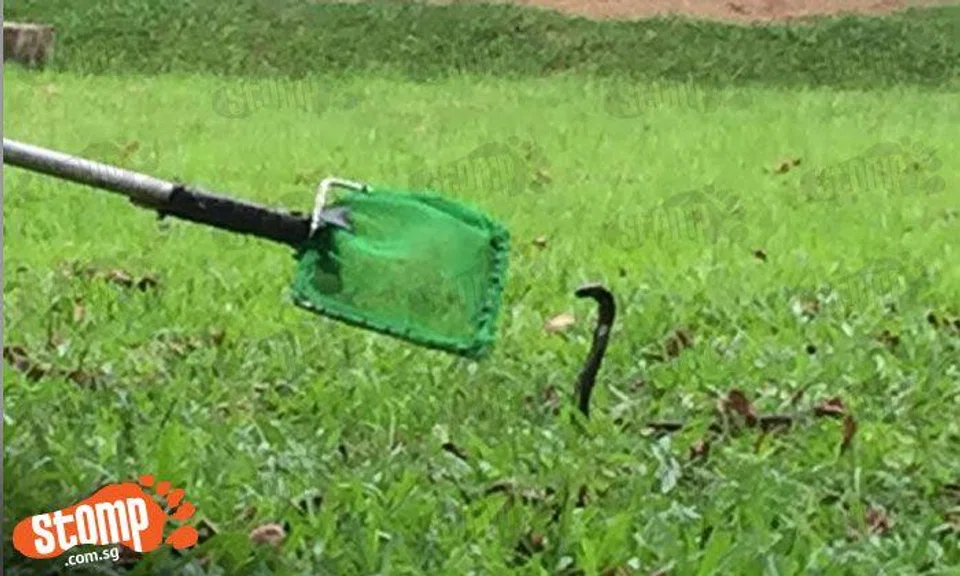 King cobra spotted near Canadian International School in Jurong