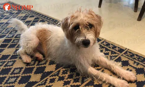 Have you seen this lost Jack Russell Terrier? It was last seen at Adam Drive