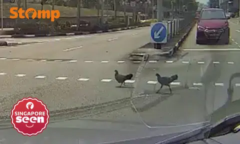 Tampines chickens praised for road safety