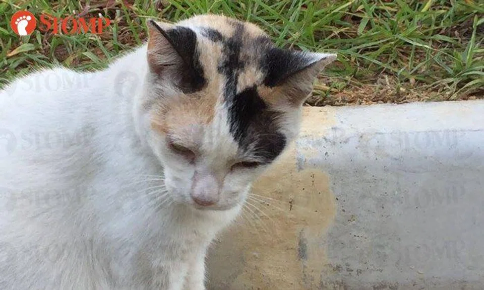 Found: Bedok South residents worried about friendly neighbourhood cat that's been missing for 4 days