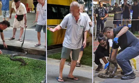 2.5m-long python caught near Kallang coffee shop, uncle reaches out to touch it and gets bitten