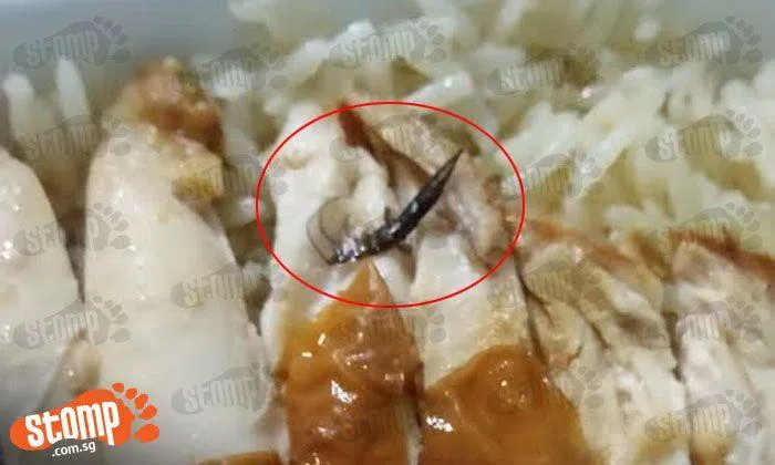 Yuck! Woman finds bug in chicken rice bought from Kopitiam Square in ...