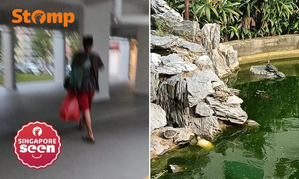 Man allegedly takes turtles from Bedok community pond