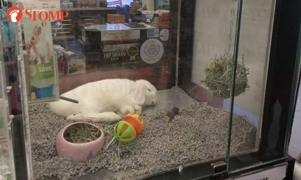 SPCA investigating welfare of rabbit on display at White Sands pet store after Stomper raises concern
