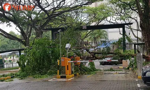 Tree trunk breaks and blocks carpark exit at Clementi Avenue 4