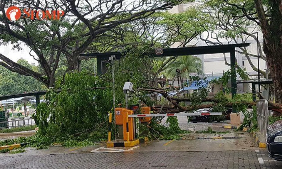 Tree trunk breaks and blocks carpark exit at Clementi Avenue 4