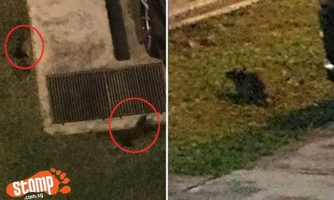 Rats scurry around carpark at Bukit Batok St 52