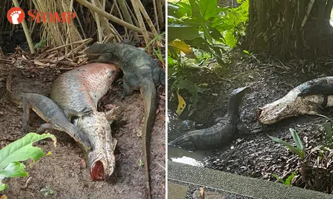 Monitor lizards chomp on 2m fish for 'reunion dinner' -- and even have a special guest