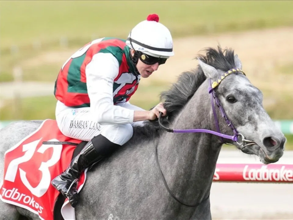 International jockey Damian Lane partnering Statuario to one of their two Cranbourne wins together. John Allen was the last-start winning partner in the Listed race (2,400m) at Caulfield on April 5, and will stay on for the South Australian Derby ride at Morphettville on May 3.