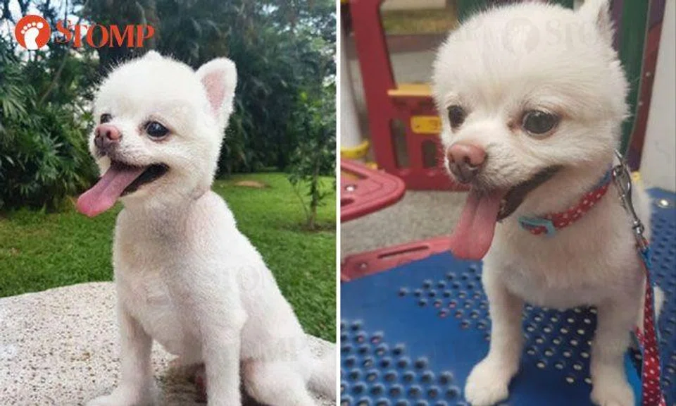 Man looking for pet pomeranian that went missing while under the care of someone else