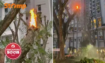 SCDF, Queenstown fire, tree fire