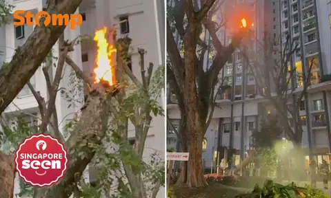 SCDF, Queenstown fire, tree fire