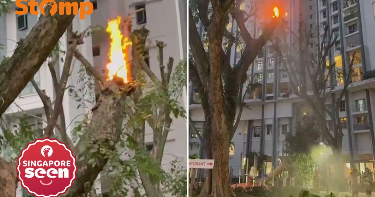 Tree branch in Queenstown catches fire | Stomp