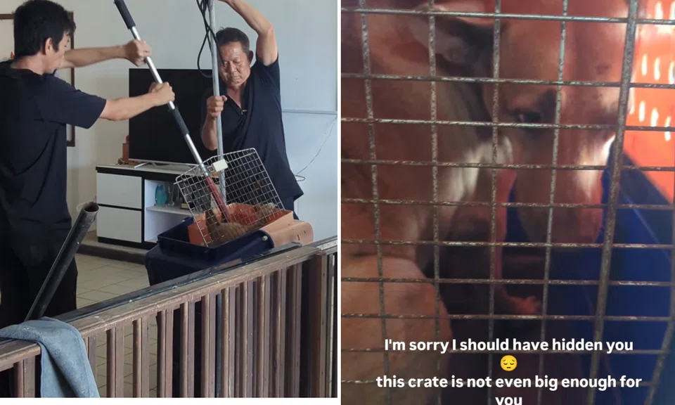 It was sedated for a blood test and basic grooming “when his heart gave way”, said CAS. 