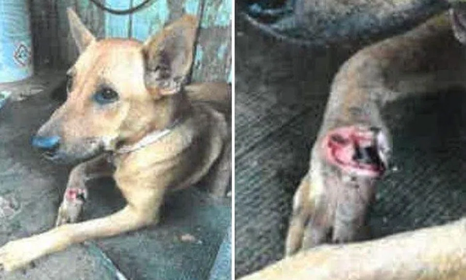 The dog's wound had “putrid brown discharge” dripping from it and open cavities with numerous maggots. PHOTOS: COURT DOCUMENTS