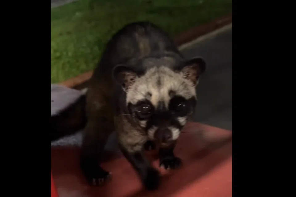 The Asian palm civet was spotted at the foot of a HDB block. 