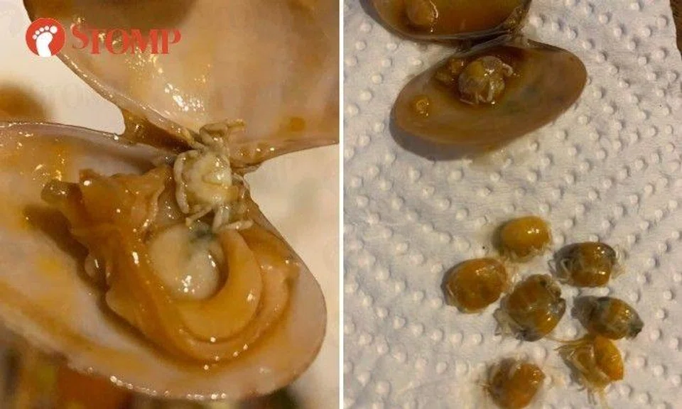 Sharing photos of the mini crustaceans in the mollusks, Stomper Arynna said: "The clams we bought today have lots of baby crabs in them!"