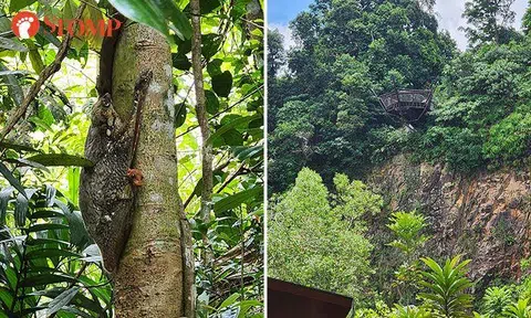 Stomper catches rare glimpse of sunda colugo and baby at Rifle Range Nature Park
