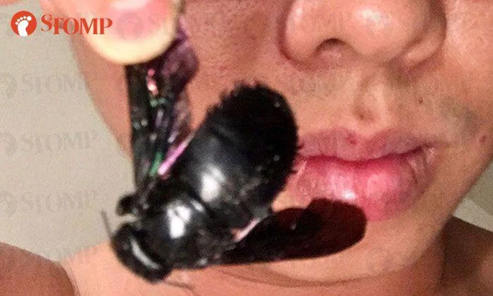 Stomper Lau Lup finds the biggest bee he has seen in his life in Hougang 