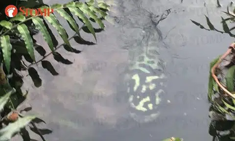 What's this green-and-black coloured creature lurking in East Coast Park pond?