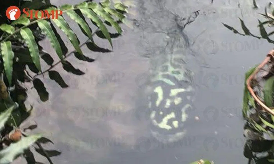 What's this green-and-black coloured creature lurking in East Coast Park pond?