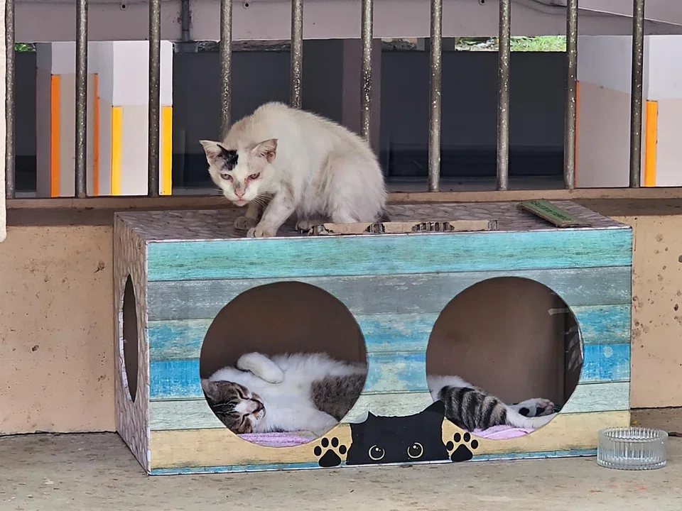 Sociable felines may get to share their larger homes measuring up to 1m long.