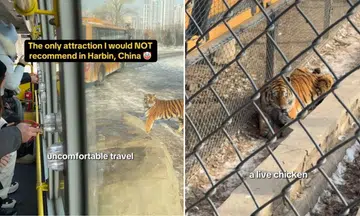 S'pore tourist disturbed by 'the most overweight and lethargic' endangered tigers in China