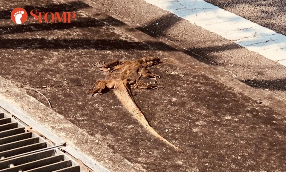 A dead monitor lizard at Braddell Road.