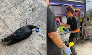 UFM 100.3 DJ finds bird drenched in glue and tied to carpark safety barrier