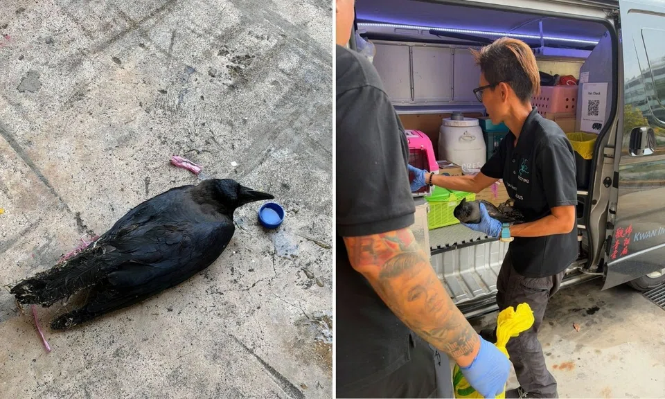 UFM 100.3 DJ finds bird drenched in glue and tied to carpark safety barrier