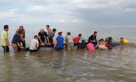 Firemen and villagers to the rescue when 10m-long whale gets stranded in Malaysia