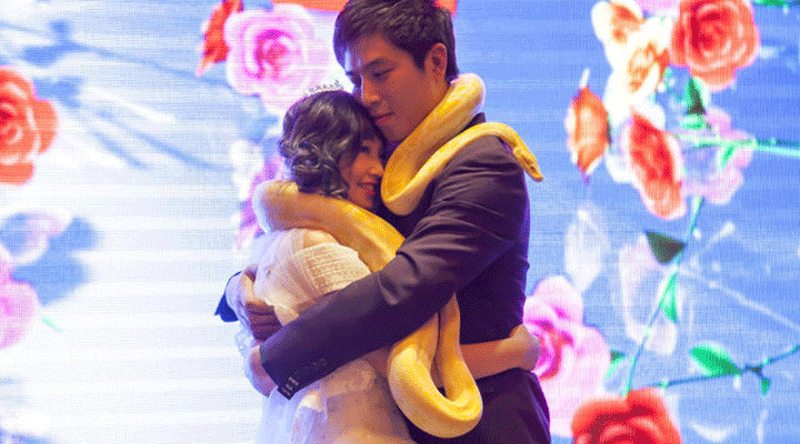 Chinese couple exchange golden pythons in bizarre wedding ceremony