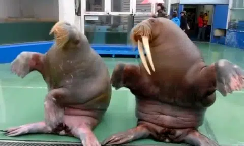 So cute! Watch these walruses dance to PPAP song