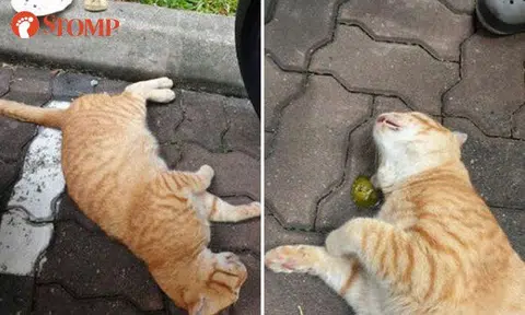 SPCA seeking info about cat that was allegedly poisoned at Jalan Bukit Merah