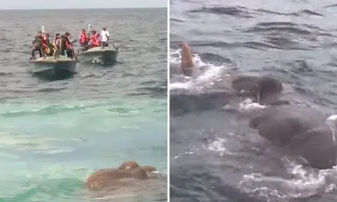Sri Lankan boat sails 16km off coast, finds swimming elephant 