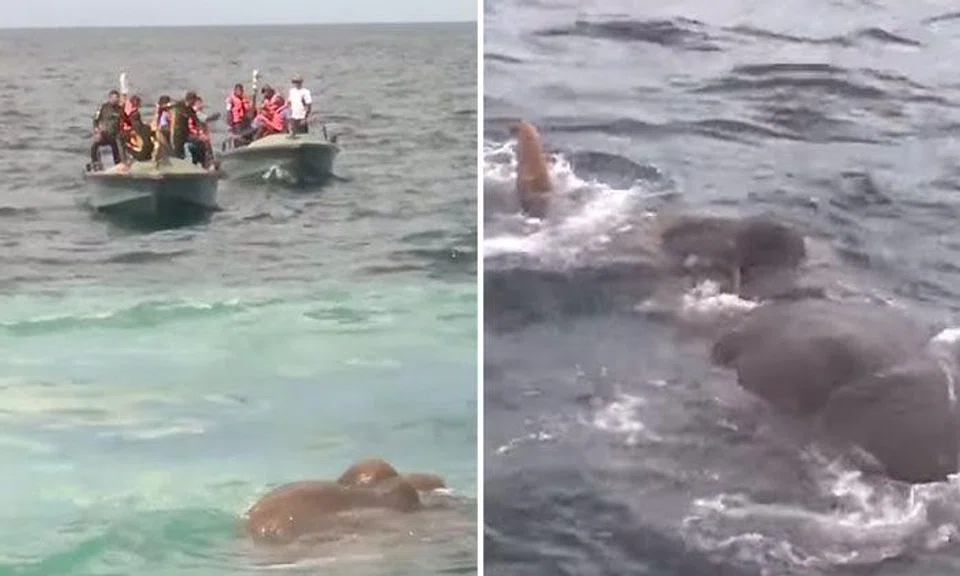 Sri Lankan boat sails 16km off coast, finds swimming elephant 