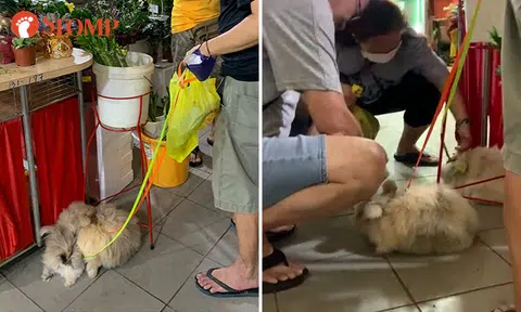 Year of the Rabbit: Man takes bunnies out for 'walk' at Chinatown Complex