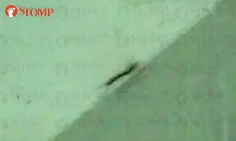 Bukit Panjang resident's HDB flat invaded by centipedes every day