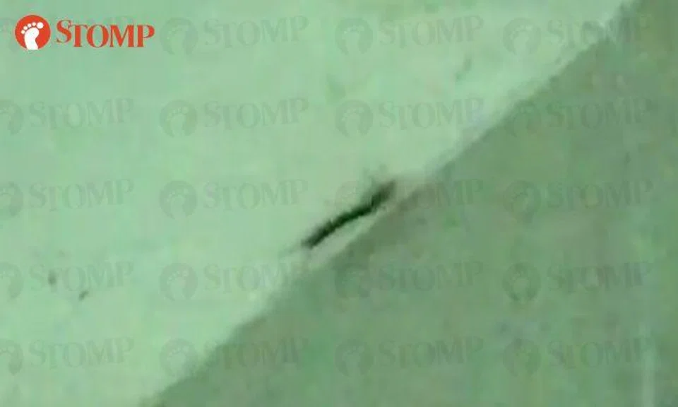 Bukit Panjang resident's HDB flat invaded by centipedes every day