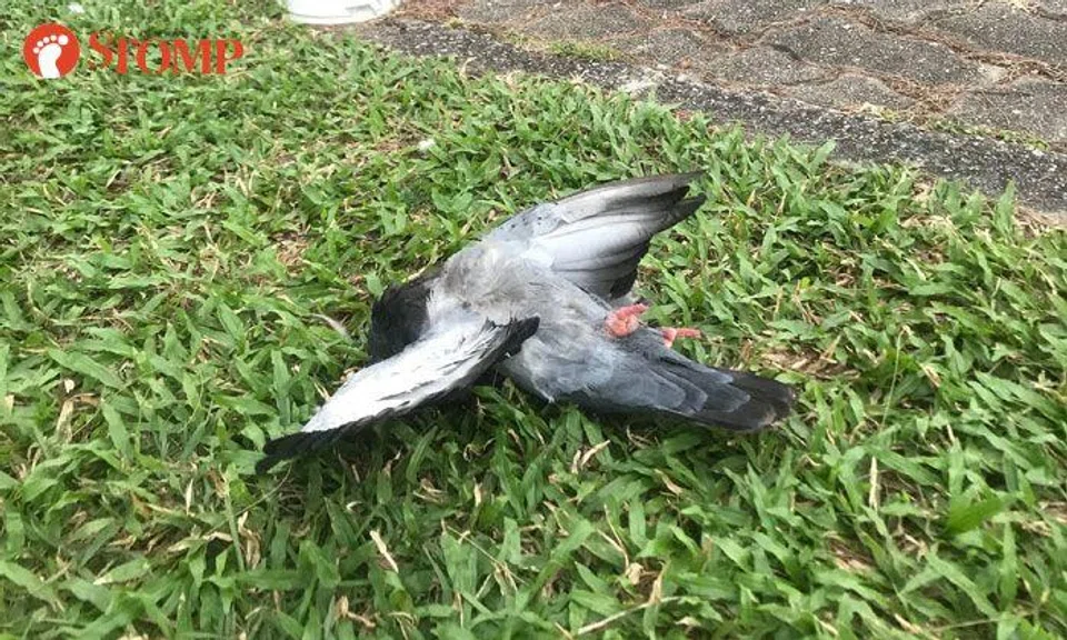 Pigeon left to die after being allegedly run over on path along Kallang River