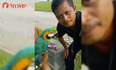 Parrot missing for days finds its way back to owner -- thanks to help from FB group