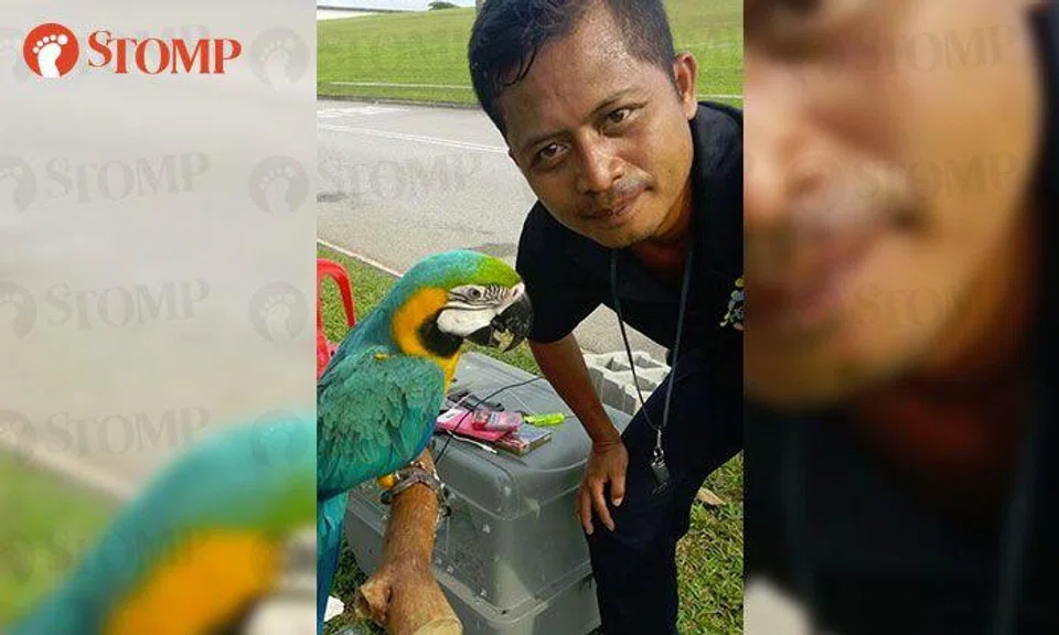 Parrot missing for days finds its way back to owner -- thanks to help from FB group