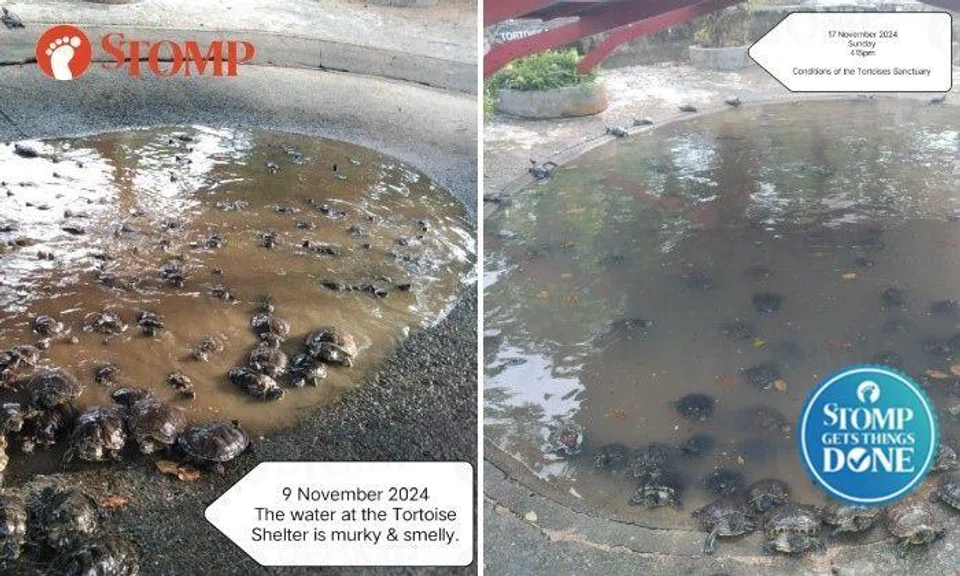 Tortoise Sanctuary on Kusu Island less smelly after clean-up following Stomper's feedback
