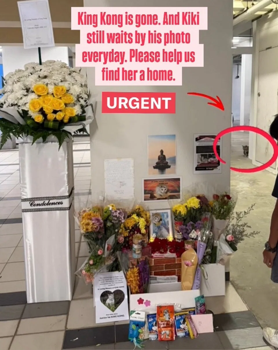 Cat found disembowelled in Yishun leaves behind 'soulmate' who waits by his photo 'as if he might still come back'