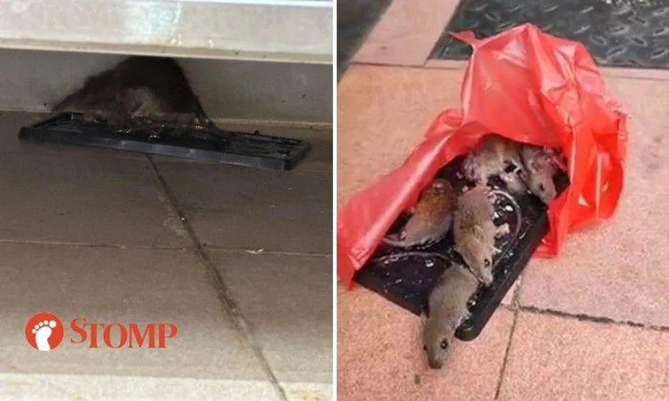 Stomper Jannalee shared two videos of rats caught in glue traps at Canteen 9 of Nanyang Technological University (NTU) in March.